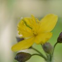 ���� ���������, ���� - ��������� 17 ��� 2017 � ������ ���� ������ ����� ������