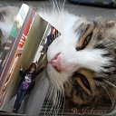 ����� ���� lo-fi-catKoshka Mona lo-fi-cat �� ������� ���� ����������