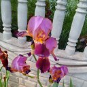 ���� ��������, ������� - ��������� 21 ��� 2017 � ������ ������..�