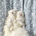 ���� ����, ������ - ��������� 31 ��� 2017 � ������ ������ ��������