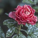 ���� ������, ���� - ��������� 16 �������� 2017 � ������ ���� ����������