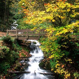 Rena, ������