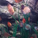  , , 43  -  4  2017     !!!