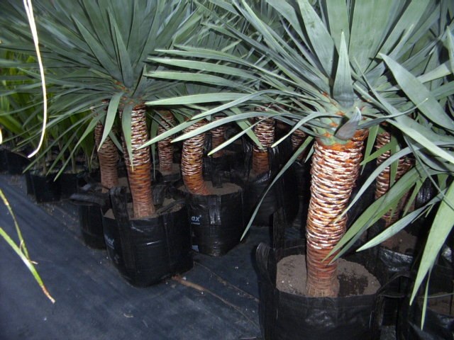 . ,     (Dracaena draco).   ...