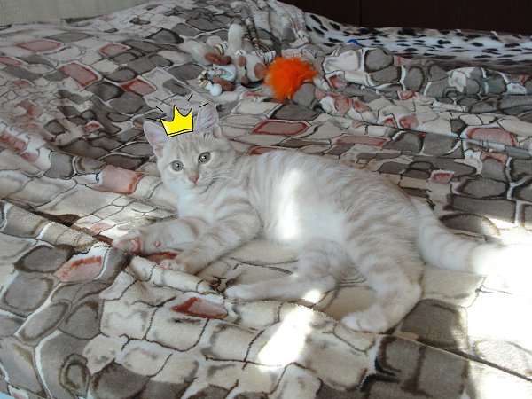 #Безкота_Добро.Мы забрали нашего Левика с улицы, когда шли домой с работы. Он лежал возле гаражей в ... - 5