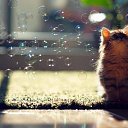 ���� �����, ���������� - ��������� 13 ������� 2017