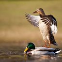  ,  , 68  -  30  2017    