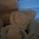 ���� )ζø√ ����, �������������, 101 ��� - ��������� 10 ������� 2017 � ������ ���� ����������