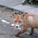 ���� ����, ����������� - ��������� 17 ������ 2017 � ������ ������ ��������