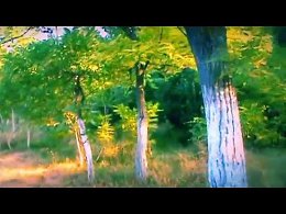 .  . Trees. A video frame.