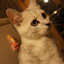 ���� �������, ��������� - ��������� 16 �������� 2017