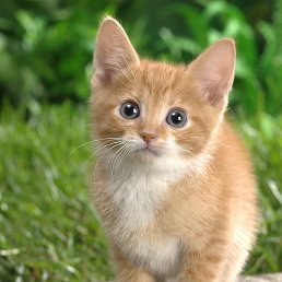 �����, ������, 22 ����