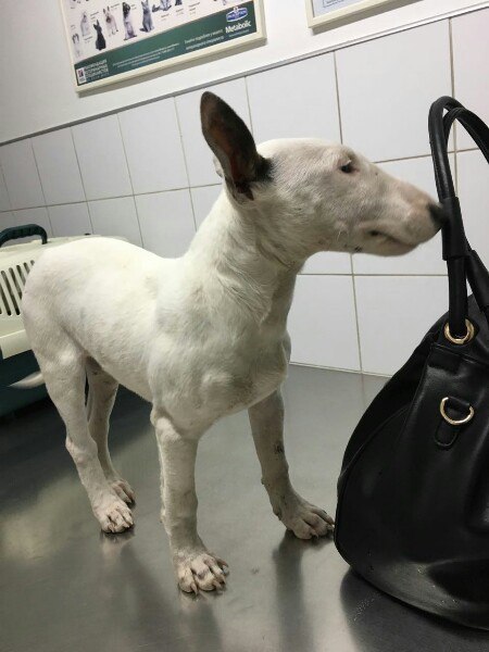 Всем привет! Помните щенка из этого поста? https://fotostrana.ru/away?to=/sl/H0V1 Мы его забрали ... - 4