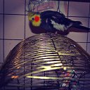 ���� Valentin, ��������, 43 ���� - ��������� 4 ��� 2017 � ������ �8al�