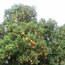 ���� ������, �����-���������, 54 ���� - ��������� 11 ��� 2017 � ������ ������ 2017�