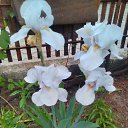 ���� ��������, ������� - ��������� 21 ��� 2017 � ������ ������..�