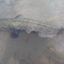 ���� ����, ������ - ��������� 11 ������ 2017 � ������ ���� ����������