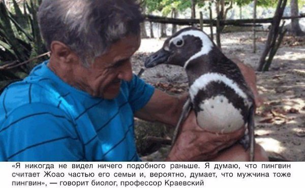 Пингвин проплывает 8,000 км каждый год, чтобы увидеть человека, который спас ему жизнь. - 3
