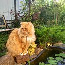 ���� �������, ����������� - ��������� 31 ������� 2017 � ������ ���� ����������