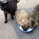 ���� ��������, �������, 55 ��� - ��������� 26 ��� 2017 � ������ ������� ���..�