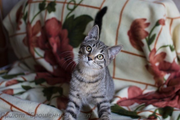 Друзья! Корм для котят опять заканчивается! Скоро будет НЕЧЕМ КОРМИТЬ КОТЯТ!!!((.Подопечных очень ... - 4