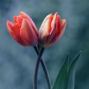 ���� Irin�, ������, 46 ��� - ��������� 24 ��� 2017 � ������ ������ ��������