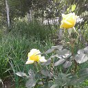 ���� Wiktor, ������ ��� - ��������� 20 ������� 2017 � ������ ���� �����