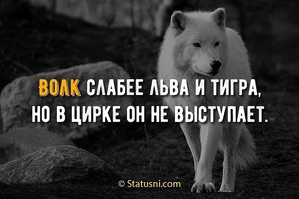 Волк слабее льва и тигра, но в цирке не выступает. | Пикабу