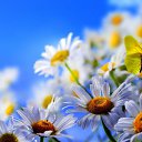 ���� ��������, ���������� - ��������� 24 ������ 2017 � ������ �the flowers and the sky�
