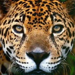 Leopardik, 