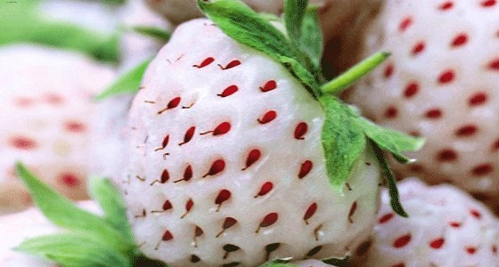 Пайнберри. На вид - белая клубника, а на вкус как ананас! - 5