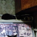 ���� �����, ������, 55 ��� - ��������� 7 ���� 2017 � ������ �������