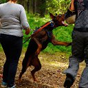 ���� ���/120/, �����-��������� - ��������� 8 ������� 2017 � ������ �����