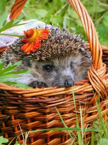 �������� �������! - 24 �������� 2017 � 18:51