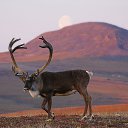 ���� ������, �����-��������� - ��������� 25 ������ 2017 � ������ ���� ����������