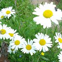 ���� ��������, ������� - ��������� 6 ���� 2017 � ������ ���� ����������