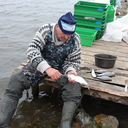 ���������, ������