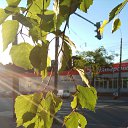  , -, 68  -  11  2017   ...  ,   )))))