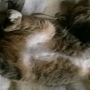  , -, 55  -  11  2017    