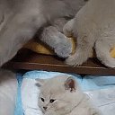 ���� ������, ����� - ��������� 9 ������ 2017 � ������ ������