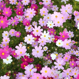 ���� �����, ���� - ��������� 9 ��� 2017