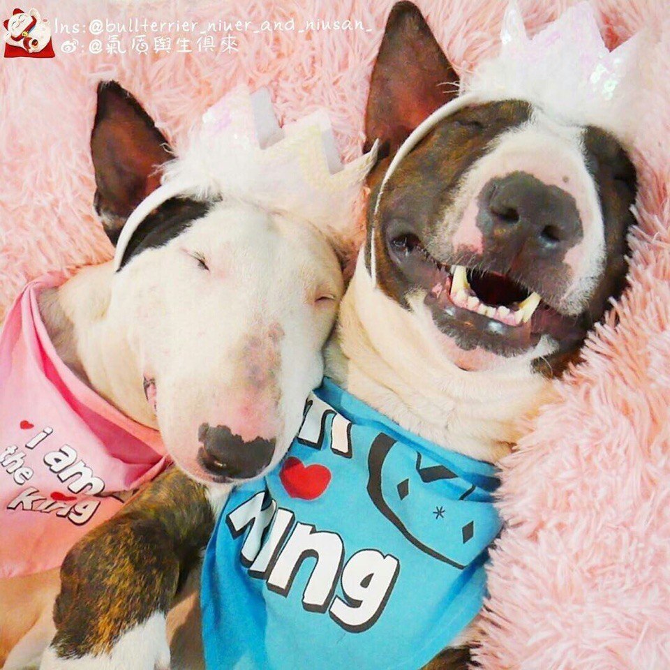 Сладких снов