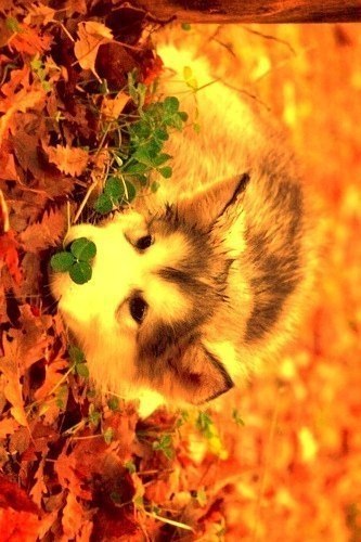  |  2016 |  |  |  - 3  2017  03:50 - 5