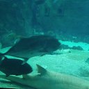  , , 43  -  4  2017     !!!