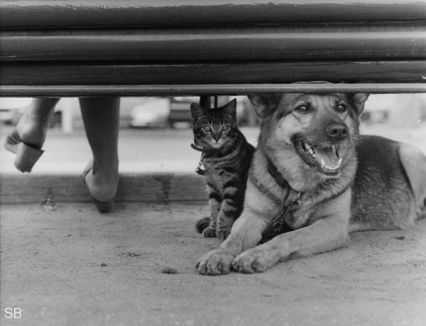 ���� - 23 �������� 2017 � 23:44 - 7