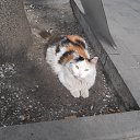  , , 60  -  30  2017   29.08.17.,  .