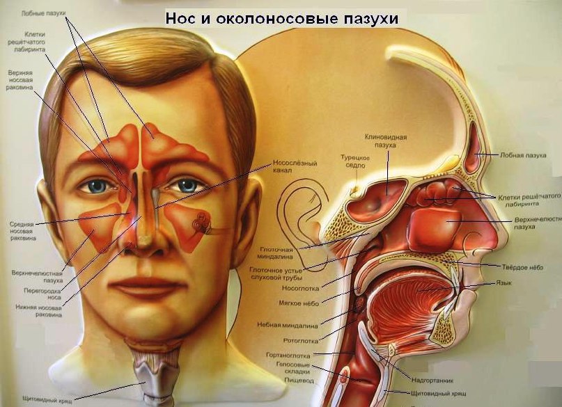 Стоп, насморк! Как вылечить гайморит дома