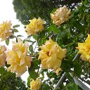 ���� ������, ��������� - ��������� 21 ��� 2017 � ������ ���� ����������