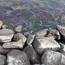 ���� �, ������, 58 ��� - ��������� 1 �������� 2017 � ������ �Ostsee�