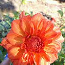 ���� ������, ������� - ��������� 1 ������� 2017 � ������ ������ ��������